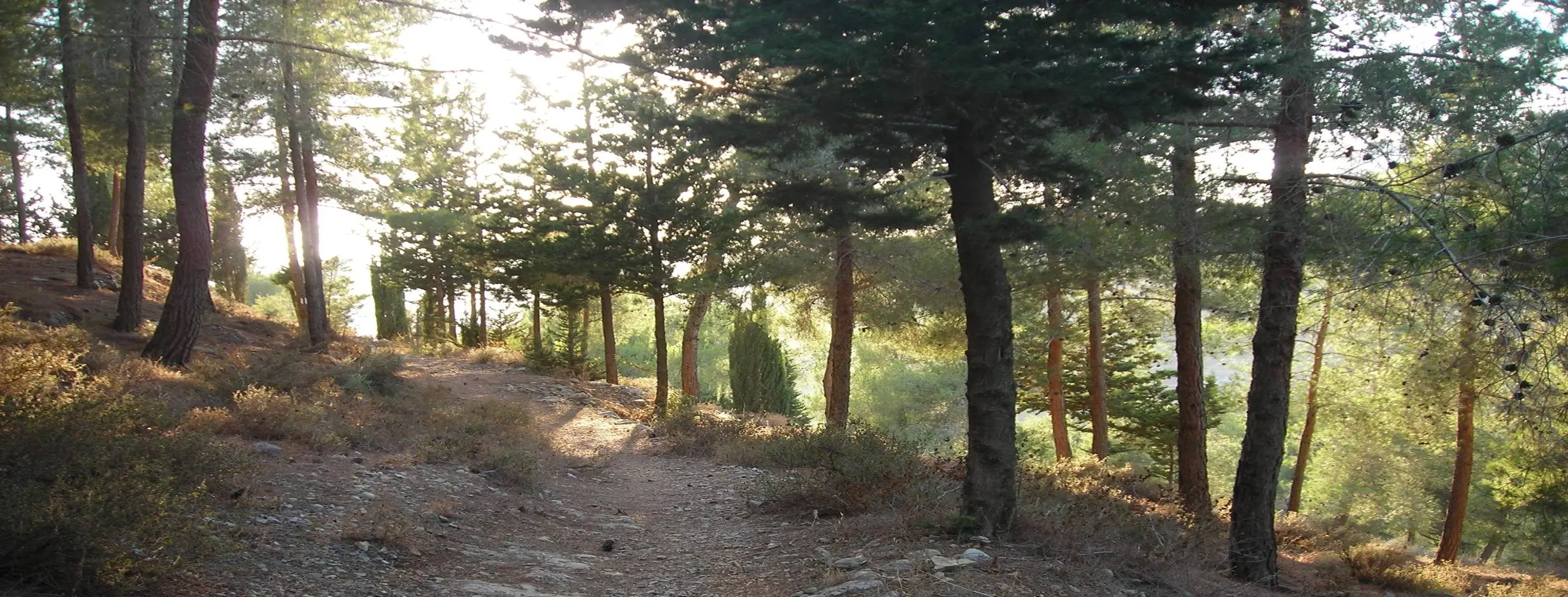Image for Jerusalem Forest Hike